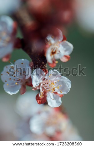 apricot blossom in full bloom , fruit flowering trees