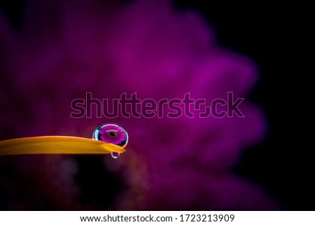Macro shot of water drops on a flower