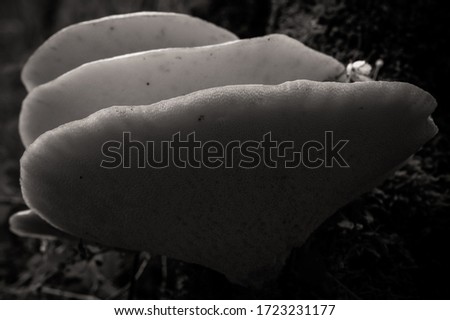 Black and white rendition of underside three large Oyster mushrooms 