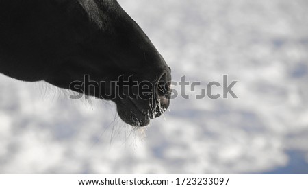 Black horse's head close against snowy blurry background with frozen whiskers. Space for text.