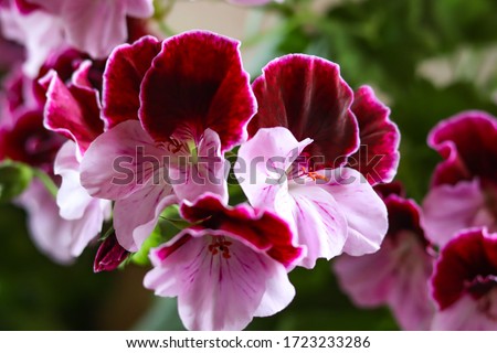 White and purple blooming geraniums.Geranium Grandiflorum, Regal Geranium "Elegance Jeanette" Royalty-Free Stock Photo #1723233286