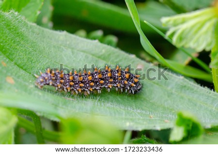 caterpillar of melitaea athalia or heath fritillary