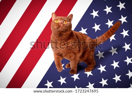 Portrait of a cat, bright yellow eyes, a playful look, British cat, cinnamon-colored, brown milk chocolate against the background of the usa flga. Concept, animals on the day of independence.