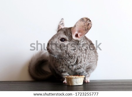 chinchilla, fluffy rodent eats grains
