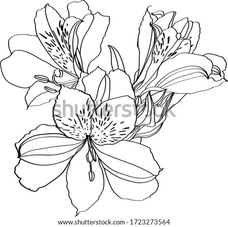 Alstroemeria vector illustration. Black and white floral vector illustration of a alstroemeria Royalty-Free Stock Photo #1723273564