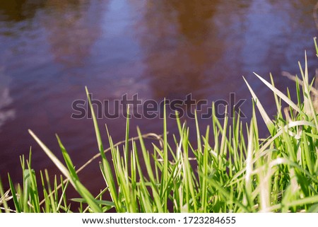 green grass on a background of water