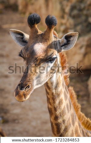 Baby Giraffe Close Up Photo