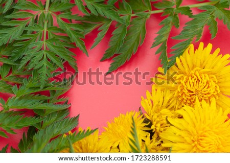 spring pink background. Close-up frame border of dandelions and carved leaves around an empty place. place for text