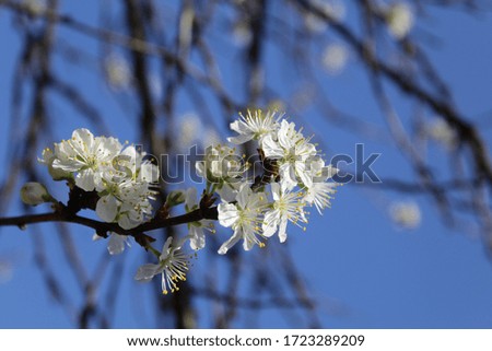 Flowers of cherry blossoms on a spring, warm and sunny day close up.