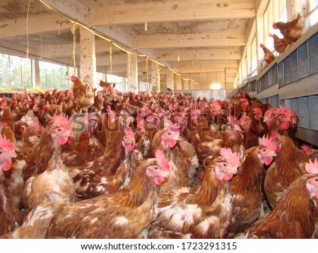 Poultry .
Chicken organic farm.
Eggs Chickens on traditional range poultry farm.
Chickens, chicken feeding, in industrial farm.
Indoors Poultry farm (aviary) full of brown laying hen.
hens, egg, meat. Royalty-Free Stock Photo #1723291315