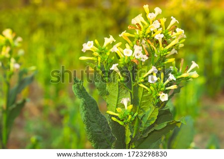 Blurred flower tobacco on planting field agriculuture in country of Thailand