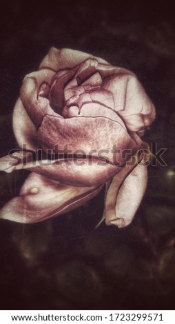 Faded pink rose. Artistic effects and filters used.