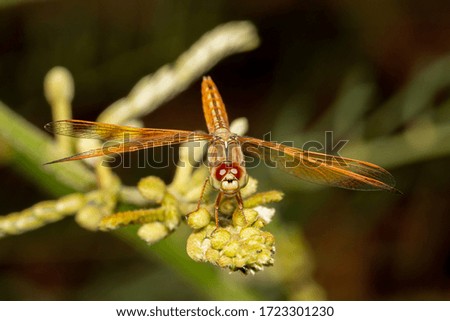 Dragonfly on top flower and leaf tree on black dark background