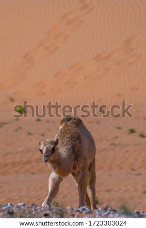alone baby camel in the desert