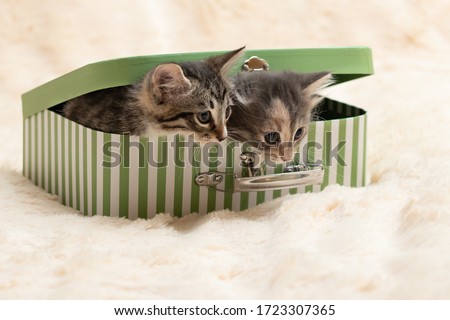 Two cute kittens peek out of a gift box in the form of a small suitcase