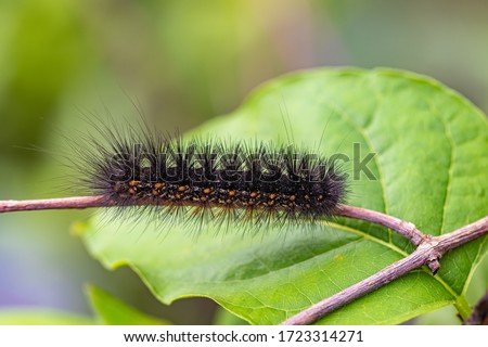 A caterpillar is the  worm like insect.To become a butterfly, a caterpillar first digests itself. But certain groups of cells survive, turning the soup into eyes, wings, antennae and other.
 Royalty-Free Stock Photo #1723314271