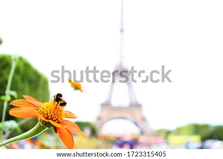 Bee on a flower with the Eiffel Tower in the background. 