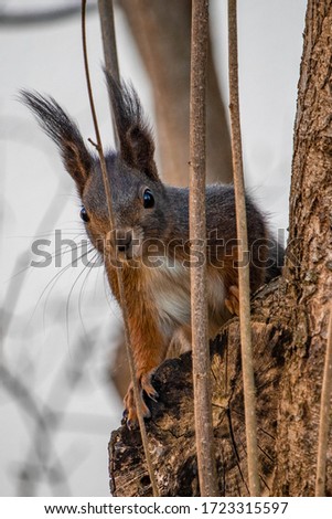 cute squirrel looks interested
and careful Royalty-Free Stock Photo #1723315597