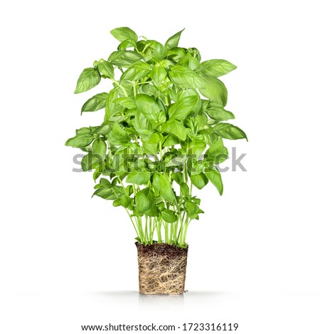 Basil, green herb with ground groods, isolated on white Royalty-Free Stock Photo #1723316119