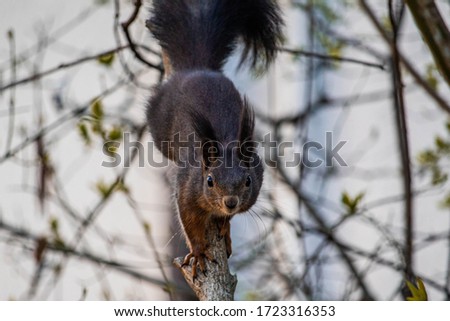 cute squirrel looks interested and cheeky Royalty-Free Stock Photo #1723316353