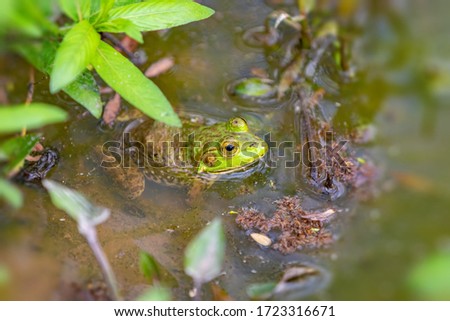 The pig frog is a species of aquatic frog found in the Southeastern United States, from South Carolina to Texas.Pig frogs are large frogs, ranging in size from 3.35 to 6.5 in