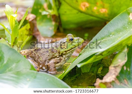 The pig frog is a species of aquatic frog found in the Southeastern United States, from South Carolina to Texas.Pig frogs are large frogs, ranging in size from 3.35 to 6.5 in Royalty-Free Stock Photo #1723316677