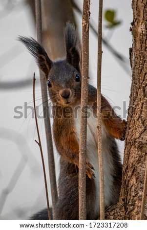 cute squirrel looks interested to the camera Royalty-Free Stock Photo #1723317208