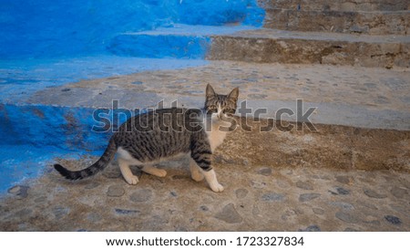 Ginger cat with pale green eyes resting on a wall on the street in Siem Reap, Siem Reap Province,