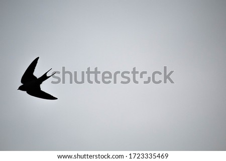 silhouette of a swallow in flight Royalty-Free Stock Photo #1723335469