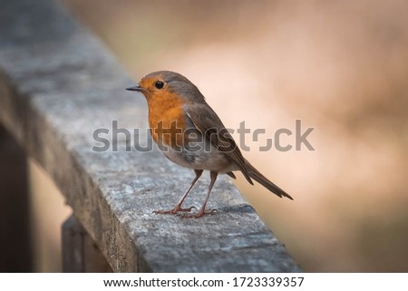 a robin during a break Royalty-Free Stock Photo #1723339357
