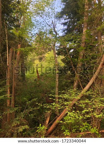 Forested area with pine trees glimmering in the sun
