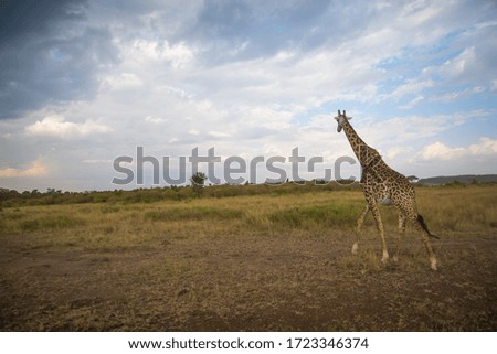 African Giraffe and Masai Mara Landscape