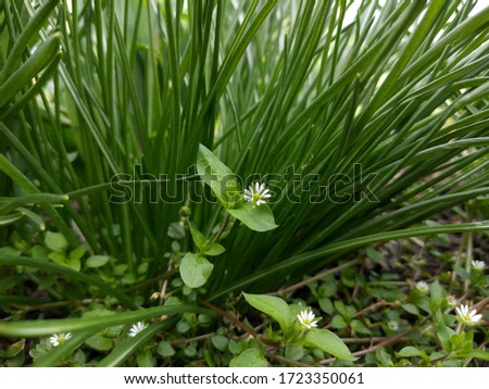 Close-up of green grass leaves . Fresh blades of grass in spring. Natural background of leaves.