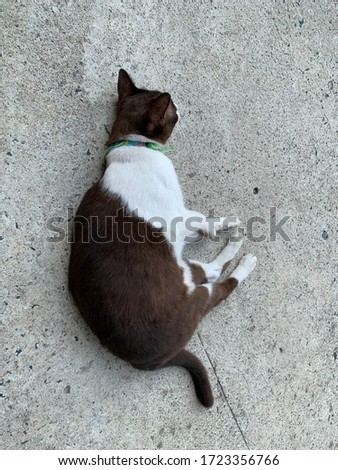 A cat lying on the concrete floor