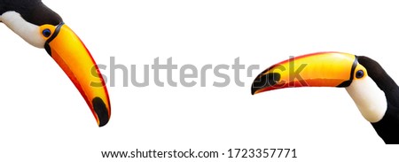 Toucan (Ramphastos toco) on white background with copy space