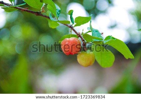 Acerola cherry on the tree with water drop, High vitamin C and antioxidant fruits. Fresh organic Acerola cherry on the tree. 