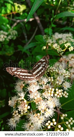 White brown Butterfly drinks nectar on a white flower bunch
