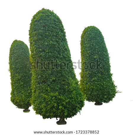 Shrubs trimmed into round shape on white background