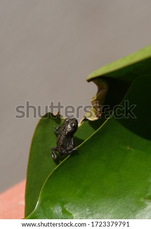 A Newborn Baby Toad On Lotus Leaf Background