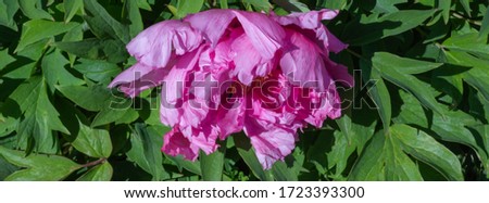 Tree peony (Paeonia suffruticosa) in park. Head of a pale pink peony flower. Banner natural background. Paeonia suffruticosa. Shallow depth of field. Website template.