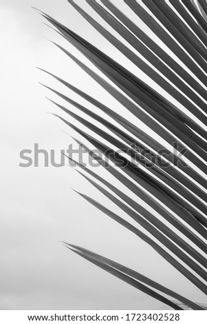 black and white abstract palm leaf with white background