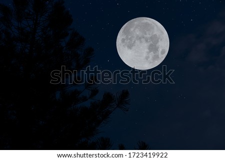 Full moon with many stars and silhouette tree in the night.
