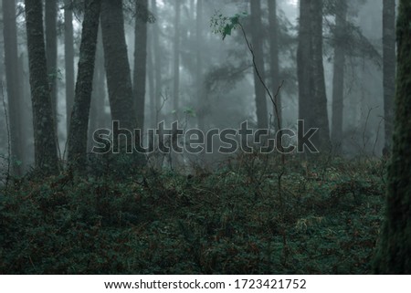 Dark forest invaded by mist. magnificent cloudy landscape of nature.