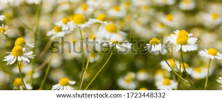 Real chamomile blooms on a wild field