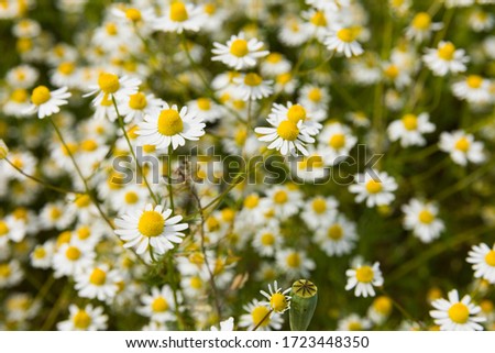 Real chamomile blooms on a wild field Royalty-Free Stock Photo #1723448350