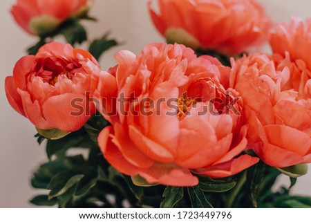 gorgeous peony bouquet isolated in vase. Spring