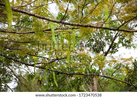 Long pods on tree branches