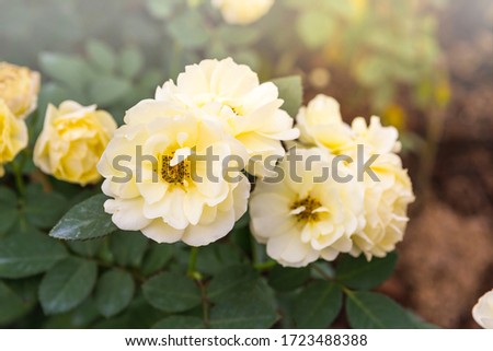 Rose flower garden, nature background, spring and summer season