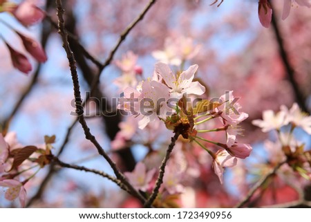 Cherry blossom tree and sky Hokkaido Japan pinky