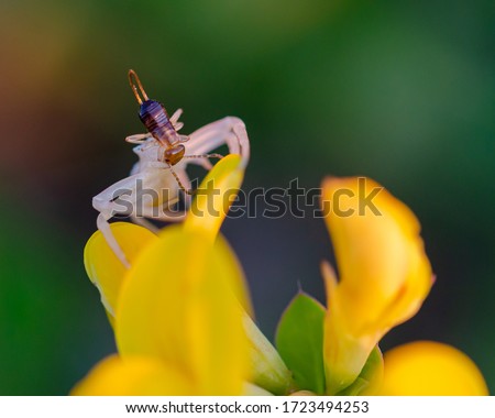 a spider with its prey on a yellow flower